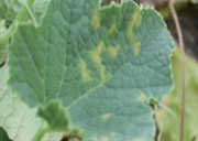 Korean_Melon_Disease